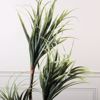 Supergreens Texnito Dentro Drakaina 160cm 1760-6