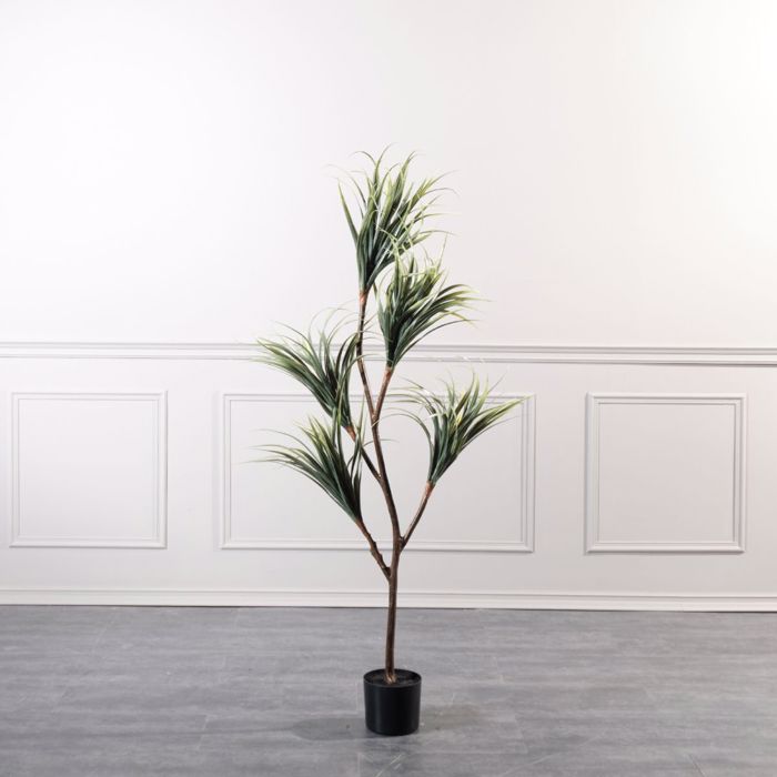 Supergreens Texnito Dentro Drakaina 160cm 1760-6
