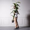 Supergreens Texnito Dentro Pouli tou Paradeisou Strelizia Nicolai 190cm 6760-6