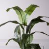 Supergreens Texnito Dentro Pouli tou Paradeisou Strelizia Nicolai 190cm 6760-6