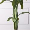 Supergreens Texnito Dentro Pouli tou Paradeisou Strelizia Nicolai 190cm 6760-6