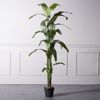 Supergreens Texnito Dentro Pouli tou Paradeisou Strelizia Nicolai 190cm 6760-6