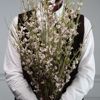 Supergreens Texnito Klonari Anthos Roz 120cm 7701-7