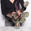 Supergreens Texniti Xonefti Kalathea Roseopicta 61cm 4431-7