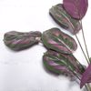 Supergreens Texniti Xonefti Kalathea Roseopicta 61cm 4431-7