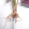 Supergreens Texniti Xonefti Kalathea Roseopicta 61cm 4431-7