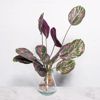 Supergreens Texniti Xonefti Kalathea Roseopicta 61cm 4431-7