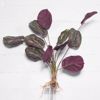 Supergreens Texniti Xonefti Kalathea Roseopicta 61cm 4431-7