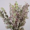 Supergreens Texnito Kladi Pefko me Moura 70cm 2731-7
