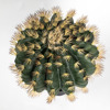 Supergreens Texnito Futo Exinokaktos se Gastra 67cm 7780-6