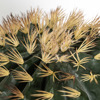 Supergreens Texnito Futo Exinokaktos se Gastra 67cm 7780-6