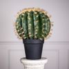 Supergreens Texnito Futo Exinokaktos se Gastra 67cm 7780-6