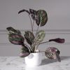 Supergreens Kaspo Keramiko Lefko F14x12cm 3560-8