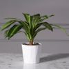 Supergreens Kaspo Keramiko Lefko F13x15cm 4560-8