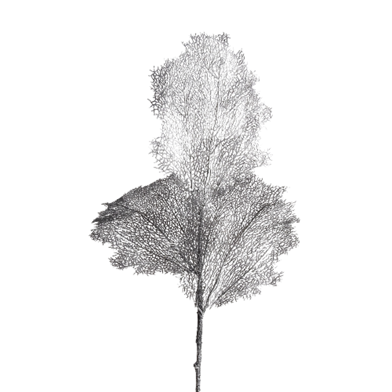 Γλάστρες - Ζαρντινιέρες agiovlasitishome - ΣΗΜΑΝΤΙΚΟ: Σε περίπτωση διαφοράς τιμής από το κατάστημα ισχύει παντα και μόνο η τιμή του καταστήματος Supergreens Τεχνητό Φύλλο Κοράλι Μαύρο 90cm 9691-7