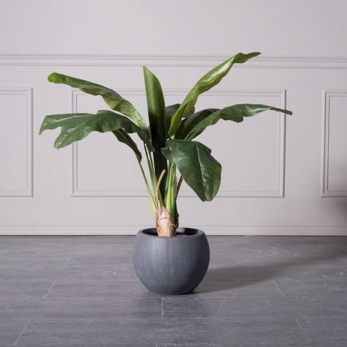 Supergreens Gastra Pilini Stronguli ''Rocky'' Ggri F30x23cm A-4050-8