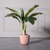 Supergreens Gastra Pilini Stronguli ''Stripe'' Somon Small F24x23cm A-8940-8
