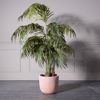 Supergreens Gastra Pilini Stronguli ''Stripe'' Somon Large F37x33cm C-8940-8