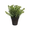 Supergreens Texnito Futo Aromatiko 18cm 0750-6