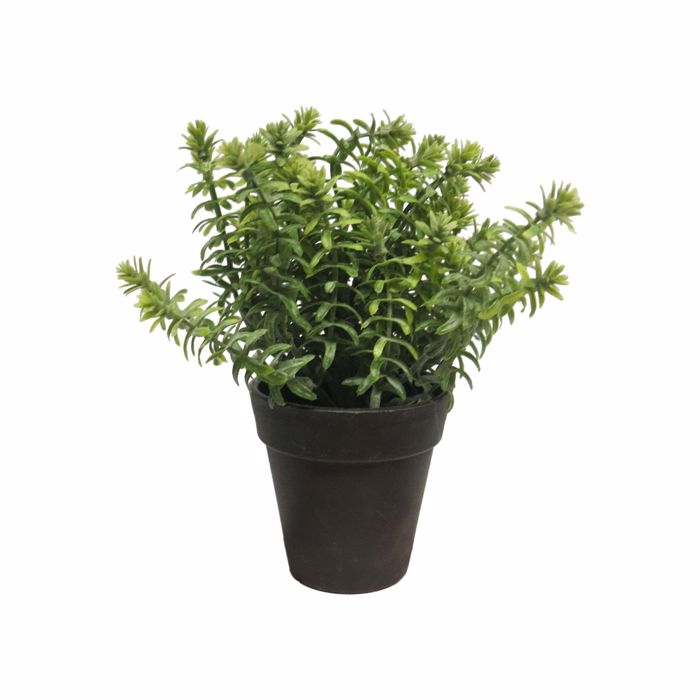 Supergreens Texnito Futo Aromatiko 18cm 0750-6