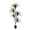 Supergreens Texnito Dentro Drakaina 160cm 1760-6