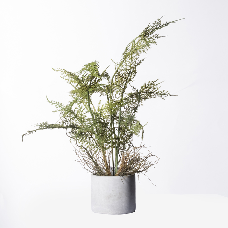 Supergreens Τεχνητό Φυτό Σπαράγγι Setaceus 50cm 2360-6