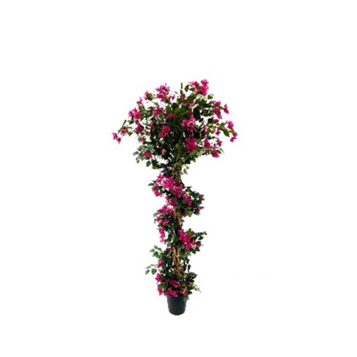 Supergreens Texnito Dentro Boukambilia Fouxia 185 ek. 2690-6
