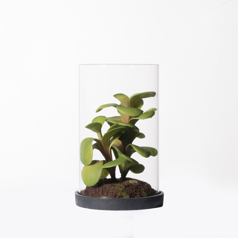 Γλάστρες - Ζαρντινιέρες agiovlasitishome - ΣΗΜΑΝΤΙΚΟ: Σε περίπτωση διαφοράς τιμής από το κατάστημα ισχύει παντα και μόνο η τιμή του καταστήματος Supergreens Τεχνητό Φυτό Κρασούλα ''Ovata'' 15cm 3260-6