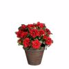 Supergreens Texnito Futo Azalea Kokkino F26x31cm 4290-6