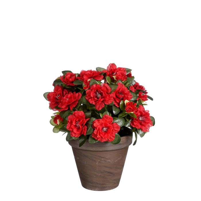Supergreens Texnito Futo Azalea Kokkino F26x31cm 4290-6