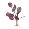 Supergreens Texniti Xonefti Kalathea Roseopicta 61cm 4431-7