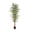 Supergreens Texnito Dentro Fikos ''Benjamina Variegata'' Prasino 180 ek. 4801-6