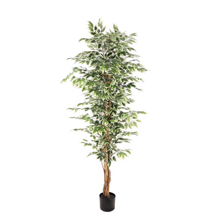 Supergreens Texnito Dentro Fikos ''Benjamina Variegata'' Prasino 180 ek. 4801-6