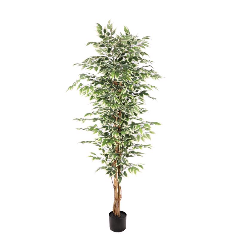 Γλάστρες - Ζαρντινιέρες agiovlasitishome - ΣΗΜΑΝΤΙΚΟ: Σε περίπτωση διαφοράς τιμής από το κατάστημα ισχύει παντα και μόνο η τιμή του καταστήματος Supergreens Τεχνητό Δέντρο Φίκος ''Benjamina Variegata'