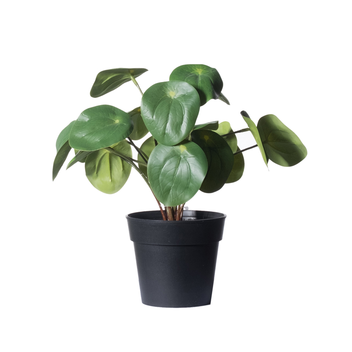 Supergreens Texnito Futo Peperomia Abbreviata 22cm 5160-6