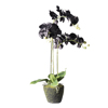 Supergreens Texnito Futo Orxidea Phalaenopsis Real Touch Mavri me Basi Moss 85cm 5170-6