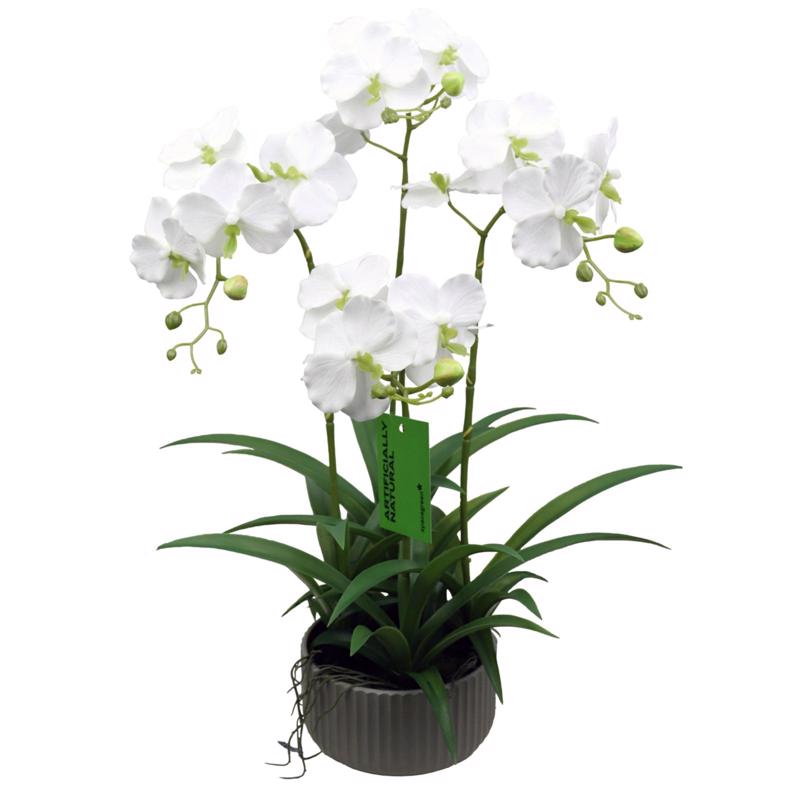 Γλάστρες - Ζαρντινιέρες agiovlasitishome - ΣΗΜΑΝΤΙΚΟ: Σε περίπτωση διαφοράς τιμής από το κατάστημα ισχύει παντα και μόνο η τιμή του καταστήματος Supergreens Τεχνητό Φυτό Ορχιδέα Phalaenopsis Λευκό 60