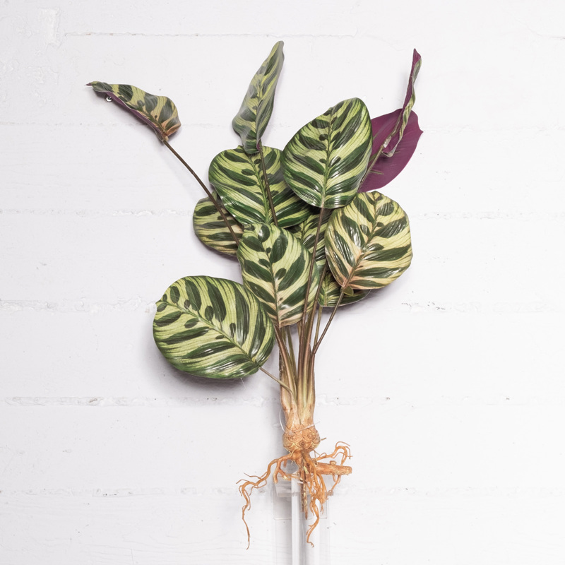 Supergreens Τεχνητή Χωνευτή Καλαθέα Makoyana 61cm 5431-7