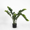 Supergreens Texnito Futo Zamia 80cm 5450-6