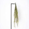 Supergreens Texniti Kremasti Ripsalida Baccifera Prasini Skouri 90cm 5551-7