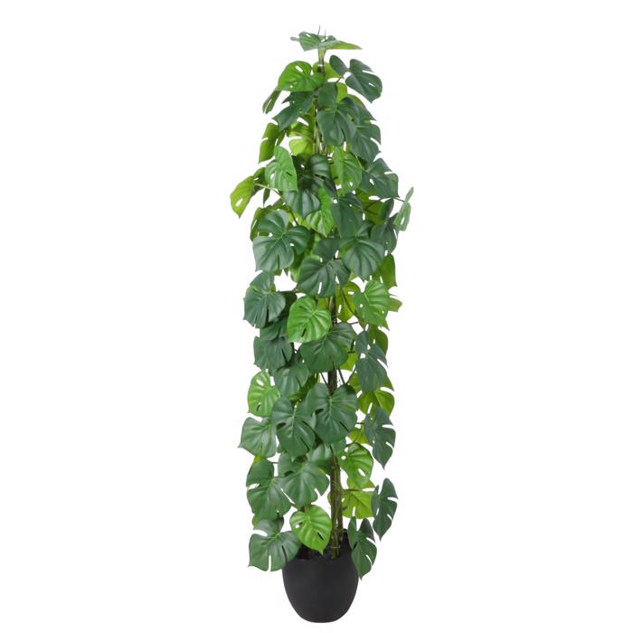 Supergreens Texnito Dentro Monstera ''Minima'' Prasino 115 ek. 5801-6