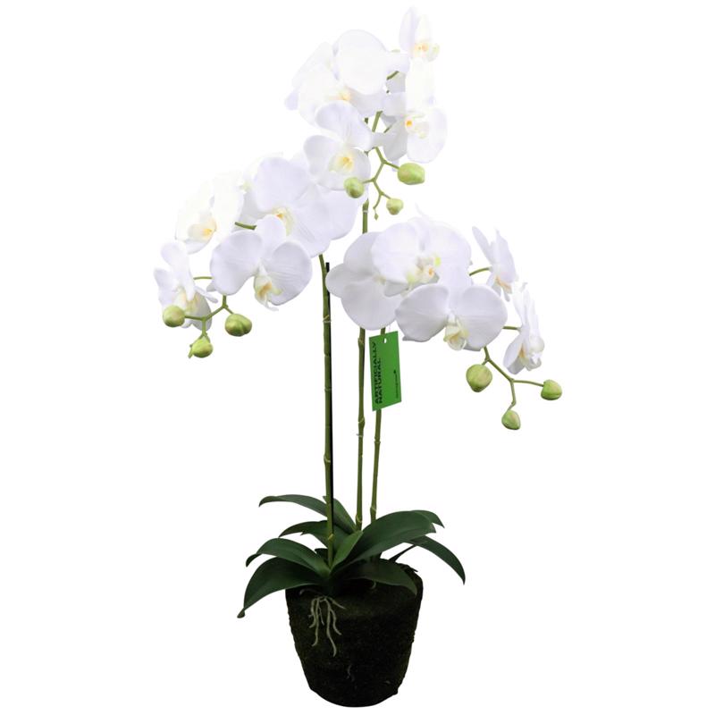 Γλάστρες - Ζαρντινιέρες agiovlasitishome - ΣΗΜΑΝΤΙΚΟ: Σε περίπτωση διαφοράς τιμής από το κατάστημα ισχύει παντα και μόνο η τιμή του καταστήματος Supergreens Τεχνητό Φυτό Ορχιδέα Phalaenopsis Λευκό 80