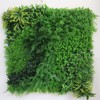 Supergreens Texniti Fullosia Fteri me Baby Tooth Moss 100x100 ek. 6681-7