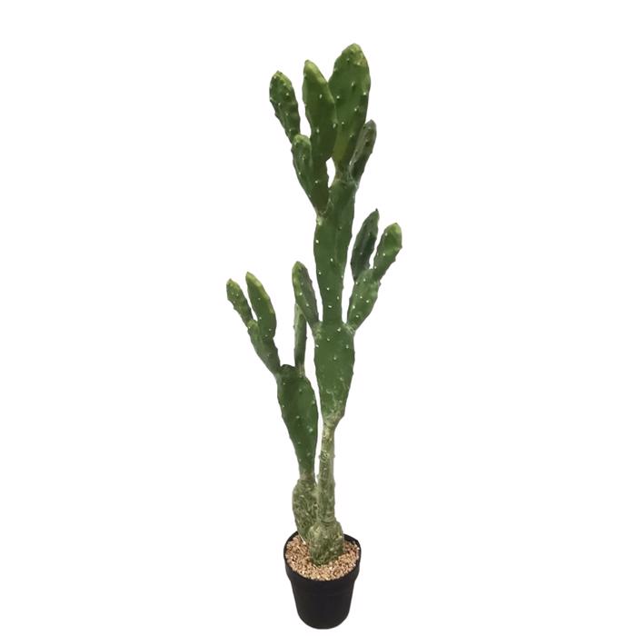 Supergreens Tenito Futo Fraggosukia ''Opuntia'' 91.5 ek. 7101-6
