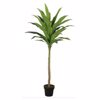 Supergreens Texnito Dentro Drakaina 170cm 7130-6