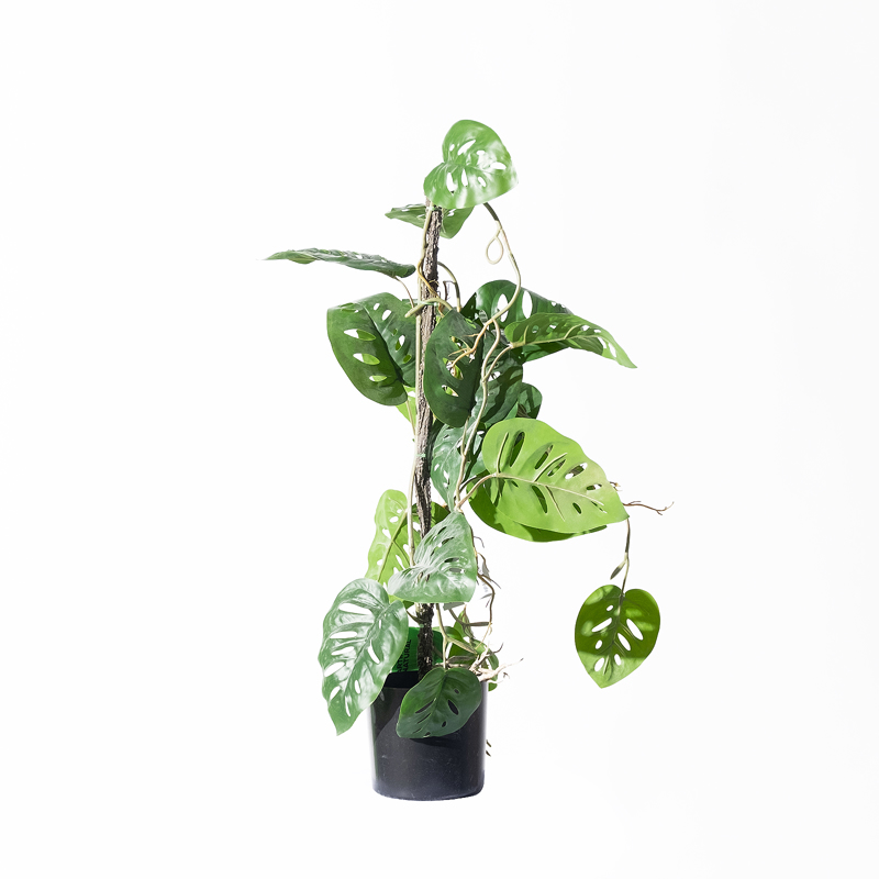 Supergreens Τεχνητό Φυτό Μονστέρα Andansonii σε Γλάστρα