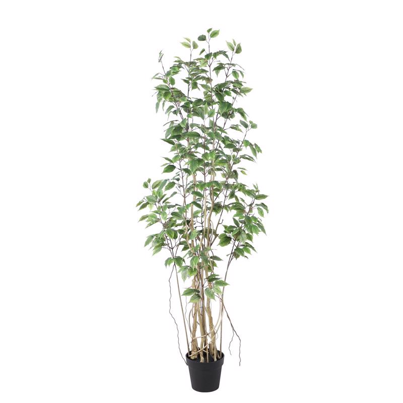 Γλάστρες - Ζαρντινιέρες agiovlasitishome - ΣΗΜΑΝΤΙΚΟ: Σε περίπτωση διαφοράς τιμής από το κατάστημα ισχύει παντα και μόνο η τιμή του καταστήματος Supergreens Τεχνητό Δέντρο Φίκος ''Ginseng'' Πράσινο 17