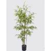 Supergreens Texnito Dentro Fikos ''Ginseng'' Prasino 150 ek. 7990-6