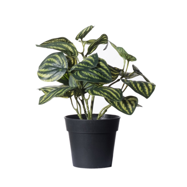 Supergreens Τεχνητό Φυτό Πεπερόμια Watermelon 25cm 8160-6