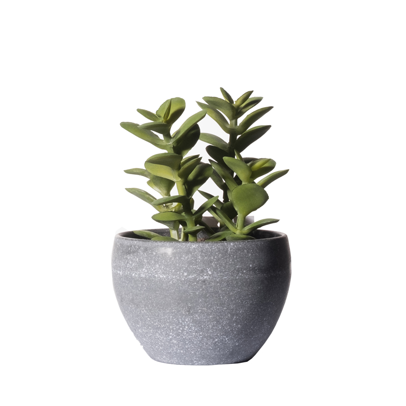 Γλάστρες - Ζαρντινιέρες agiovlasitishome - ΣΗΜΑΝΤΙΚΟ: Σε περίπτωση διαφοράς τιμής από το κατάστημα ισχύει παντα και μόνο η τιμή του καταστήματος Supergreens Τεχνητό Φυτό Κρασούλα 13cm 8260-6